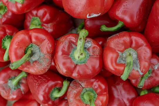 Moldy bell pepper close-up. Spoiled rotten the product of agriculture