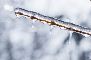 Sparkling icicles on single branch