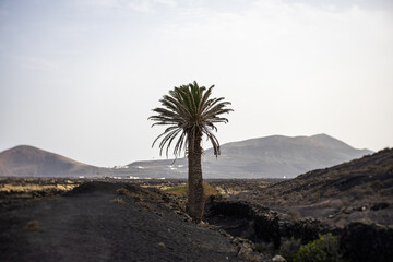 Typical landscape of Lanzarote. Canary Islands. Spain. Art lens. Swirl bokeh. Focus on the center.