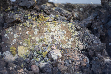 A typical lichen on a volcanic rock. Close-up. Lanzarote. Canary Islands. Spain. Art lens. Swirl bokeh. Focus on the center.
