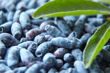 Honeyberry (Lonicera caerulea) with fresh green leaves. Ripe Haskap berries
