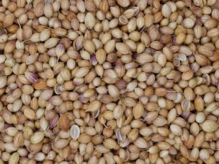 Coriander Seeds for Culinary Use 