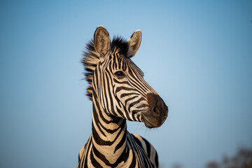 Zebra and blue sky in South Africa