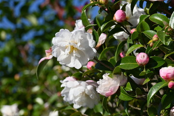 Obraz na płótnie Canvas Sasanqua ( Camellia sasanqua ) flowers. Theaceae evergreen tree. Blooms from October to December.