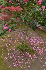 Sasanqua ( Camellia sasanqua ) flowers.
Theaceae evergreen tree. Blooms from October to December.