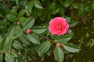 Sasanqua ( Camellia sasanqua ) flowers.
Theaceae evergreen tree. Blooms from October to December.