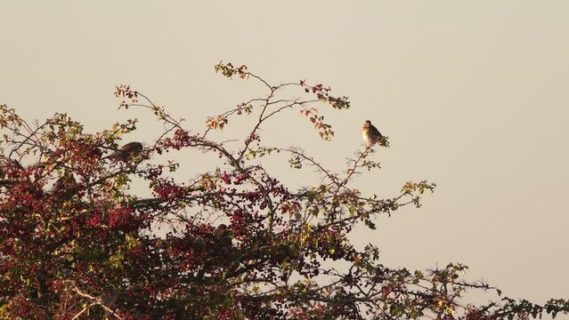 A redwing (Turdus iliacus) sitting in the top of a bush