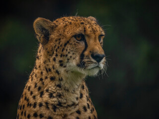 Cheetah animal in color autumn cloudy dark day