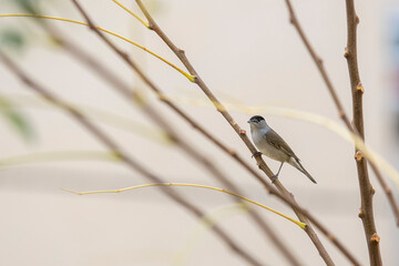 male blackcap on a tree branch in southern spain