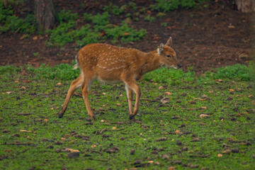 Naklejka na ściany i meble Baby deer on green grass in dark autumn forest