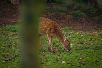 Baby deer on green grass in dark autumn forest