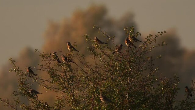 A group of fieldfares (Turdus pilaris) sitting in the top of a bush