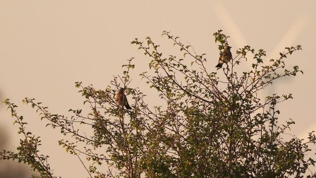 A group of fieldfares (Turdus pilaris) sitting in the top of a bush with the tuning blades of a windmill on the background