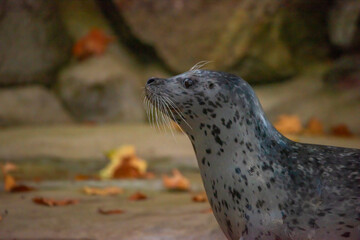 Seal water animal near dirty pond in autumn dark day