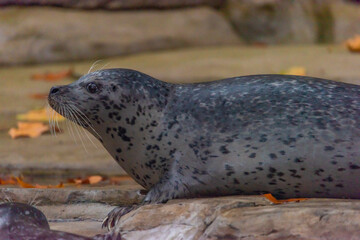 Seal water animal near dirty pond in autumn dark day