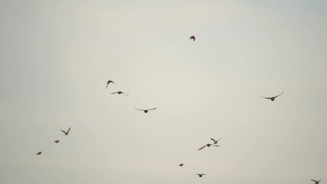 A flock of fieldfares (Turdus pilaris) flying towards you - slow motion