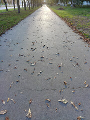 Asphalt sidewalk in perspective is empty without people and with scattered leaves