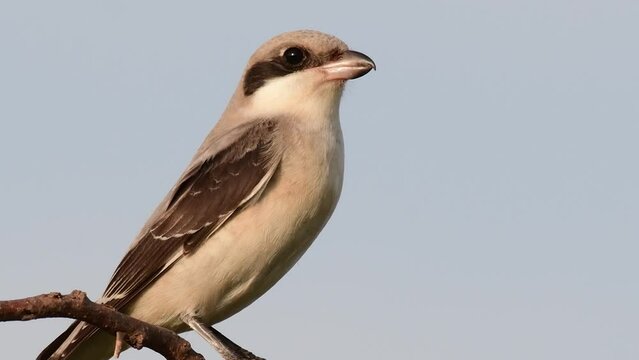 Bird Lesser Grey Shrike, Lanius minor. In the wild.
