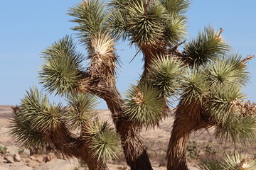 Yucca Brevifolia of this size, here in the El Paso Mountains of the Northern Mojave Desert, are speculated by some authors to be hundreds of years old, and may live on for several centuries more.