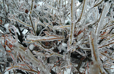 Bush branches frozen in ice closeup stock photo 
