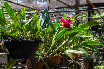 Nursery of ornamental plants for decoration in Brazil