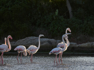 A picture of some flamingos