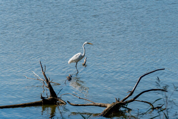 Great Egret Standing On A Log In The River