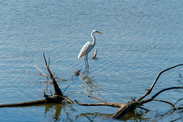 Great Egret Standing On A Log In The River