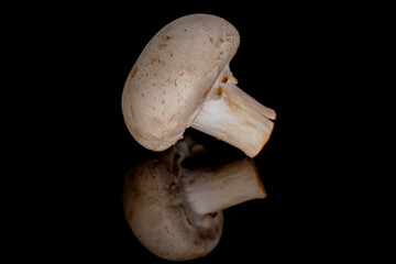 One organic fresh appetizing champignon mushroom, close-up, on a black background.