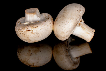 Two organic fresh appetizing champignon mushrooms, close-up, on a black background.