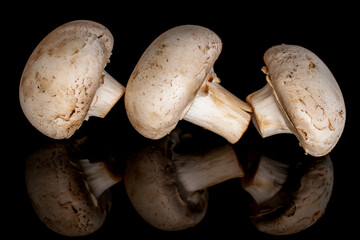 Three organic fresh appetizing champignon mushrooms on a black background.