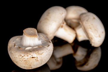 Several organic fresh appetizing champignon mushrooms on a black background.