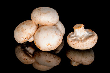 Several organic fresh appetizing champignon mushrooms on a black background.