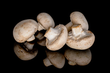 Several organic fresh appetizing champignon mushrooms on a black background.