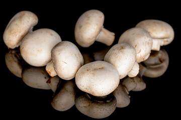 Several organic fresh appetizing champignon mushrooms on a black background.