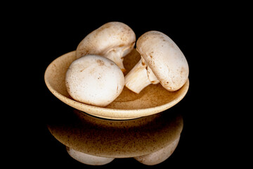 Three whole organic fresh appetizing champignon mushrooms on a ceramic saucer, close-up, on a black background.