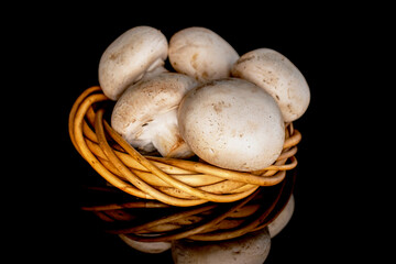 Several organic fresh appetizing mushrooms champignon with a wreath of twigs, close-up, on a black background.