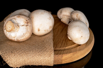 Several organic fresh appetizing mushrooms champignon on a bamboo round tray with a jute napkin, close-up, on a black background.