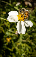 Bee in wildflower