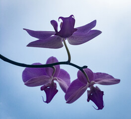 Phalaenopsis orchid
