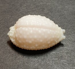 seashell