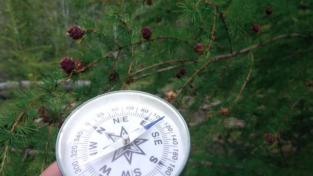 Travel advice (hiking). In order not to get lost in boundless Siberian taiga, you need to have compass. Compass points to north against background of Dahurian larch (Larix gmelinii)