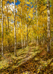 Autumn hike through the aspen trees at Silver Jack Reservoir - Ridgway Colorado