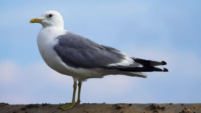 The largest subspecies of Common gull from Eastern Siberia Larus canus kamtschatschensis. Transitional plumage for winter. Aldan river