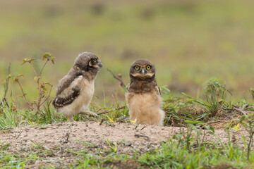 Burrowing owl (Athene cunicularia). Small chicks standing on the burrow in a field in the North Pantanal in Brazil 