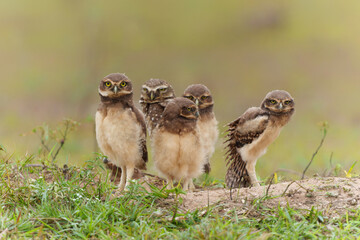 Burrowing owl (Athene cunicularia). One of the parents and the small chicks standing on the burrow in a field in the North Pantanal in Brazil 