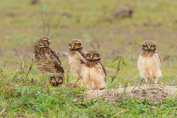 Burrowing owl (Athene cunicularia). One of the parents and the small chicks standing on the burrow in a field in the North Pantanal in Brazil 