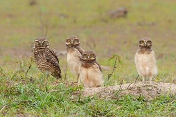 Burrowing owl (Athene cunicularia). One of the parents and the small chicks standing on the burrow in a field in the North Pantanal in Brazil 