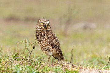 Burrowing owl (Athene cunicularia). standing on the burrow in a field in the North Pantanal in Brazil 