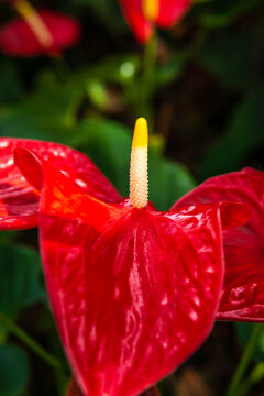 Vibrant red flower, Anthurium Andraeanum, Anthurium Red Victory, with lush green leaves.